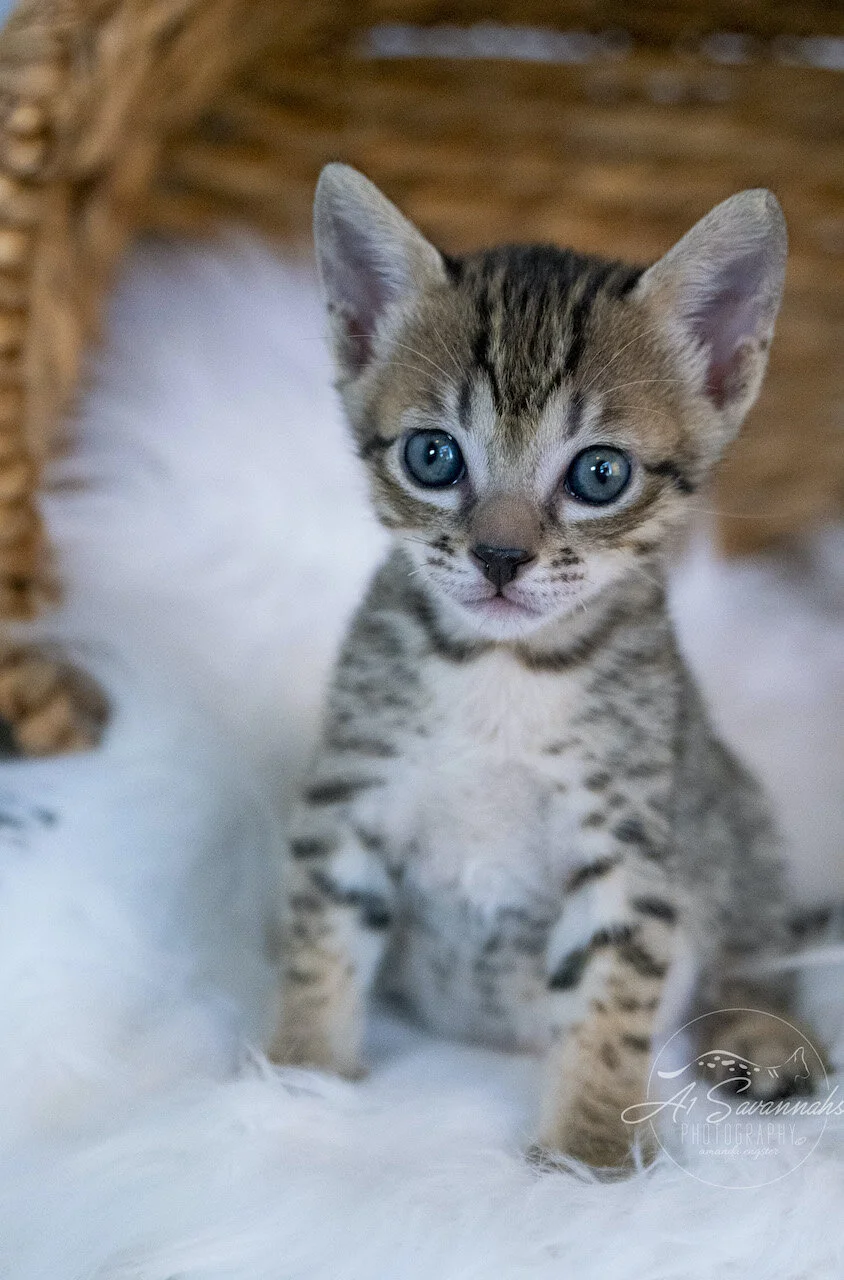 A1Savannahs Juliet is an SBT F6 Savannah Kitten Female