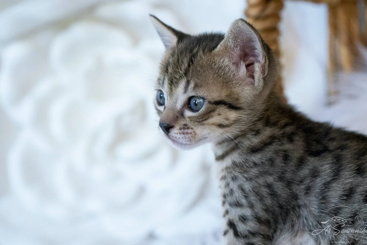 A1Savannahs Juliet is an SBT F6 Savannah Kitten Female