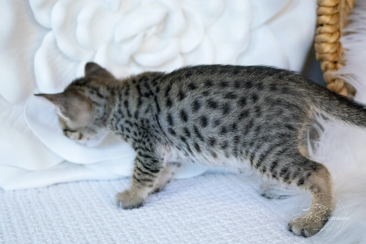 A1Savannahs Juliet is an SBT F6 Savannah Kitten Female
