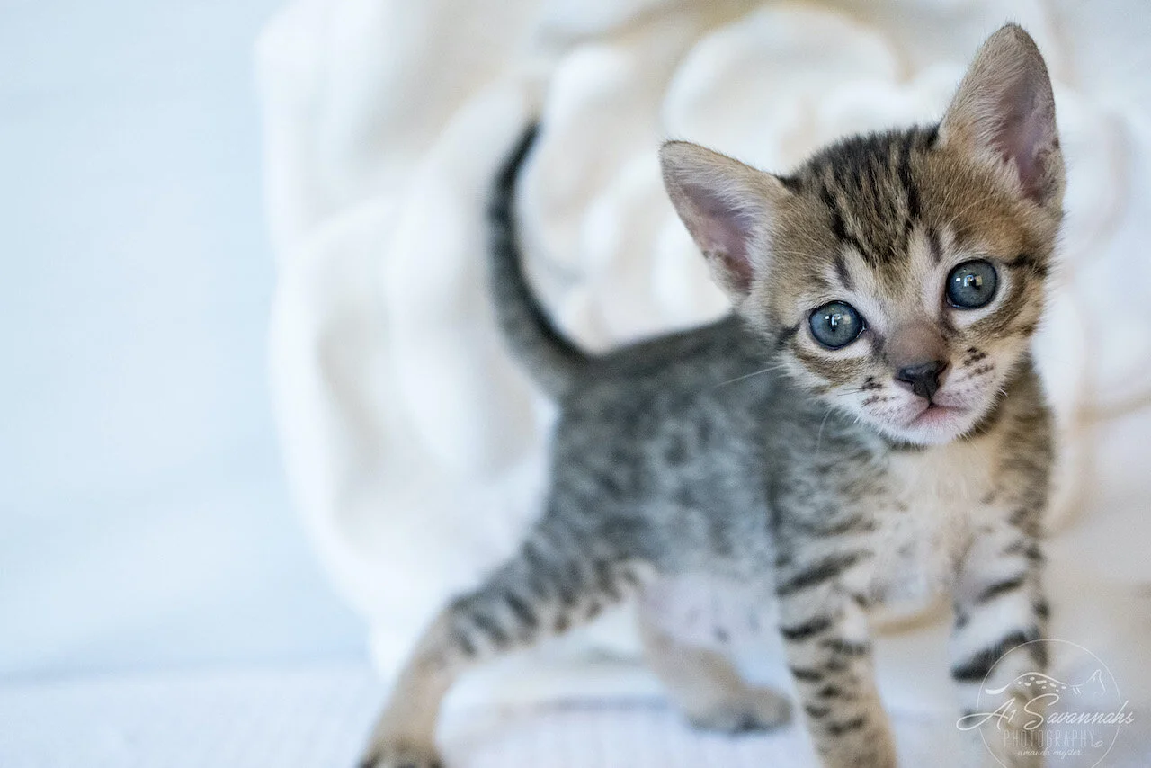 A1Savannahs Juliet is an SBT F6 Savannah Kitten Female