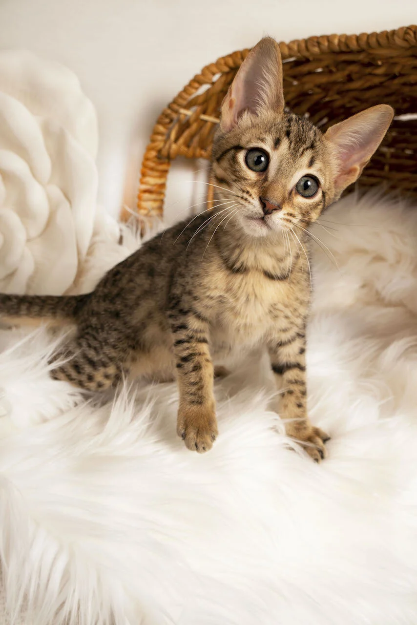 A1savannahs F5 Savannah Female Kitten brown spotted tabby