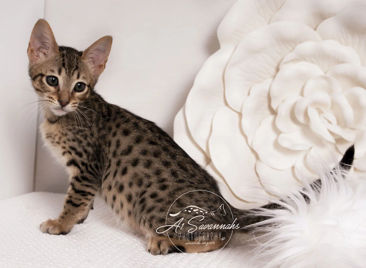 Amara- BST F6 Female- Alexa- Bruno 4-12.jpg