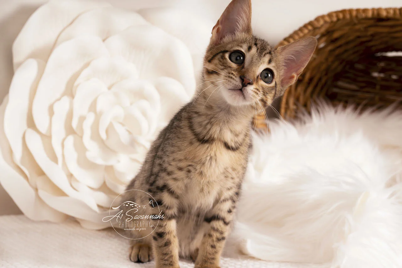 Amara- BST F6 Female- Alexa- Bruno4-2.jpg