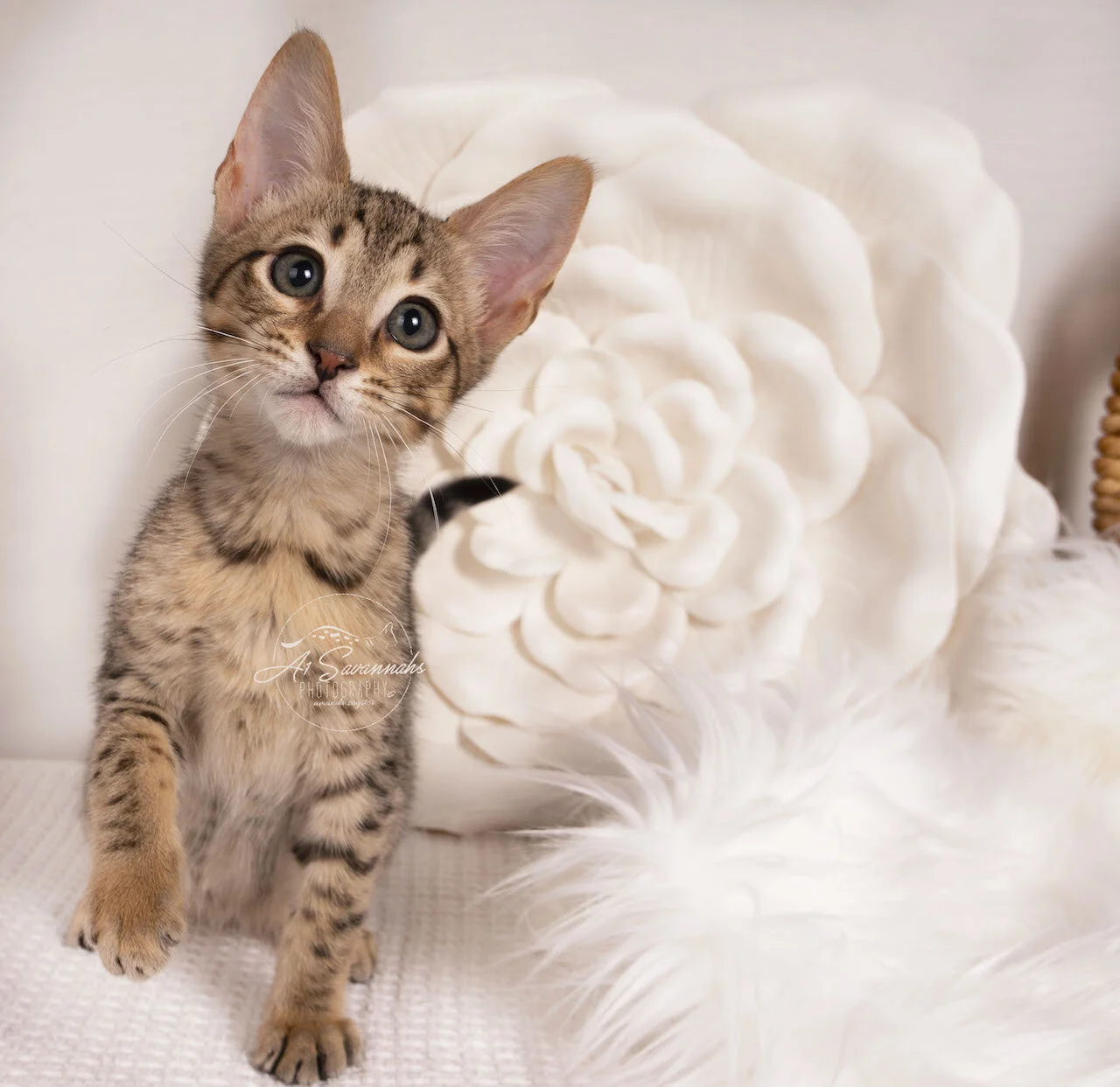 Amara- BST F6- Female- Alexa- Bruno 4-9.jpg