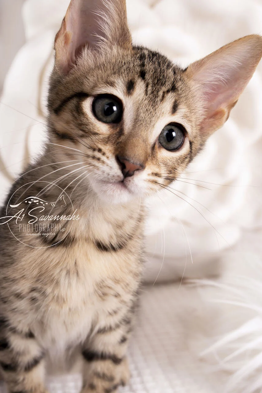Amara- BST F6- Female- Alexa- Bruno 4-7.jpg