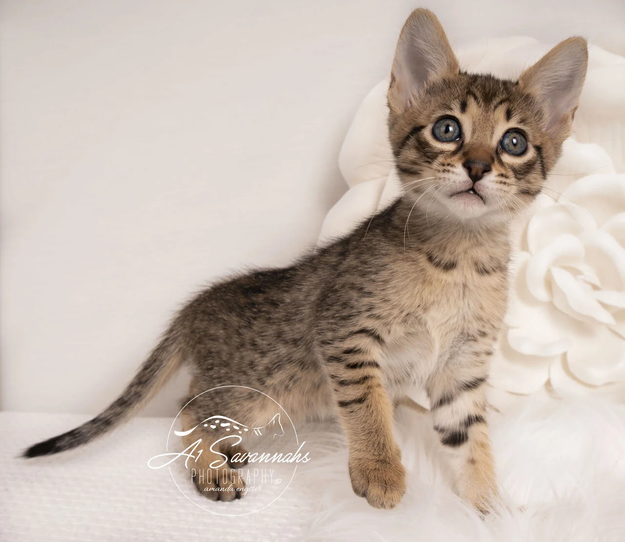 F6 Savannah A1Savannahs Kitten Playful Cute