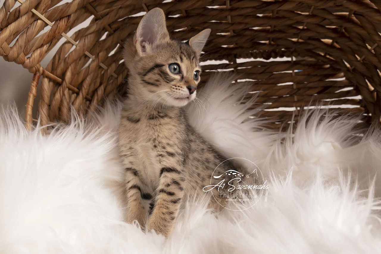 F6 Savannah A1Savannahs Kitten Playful Cute