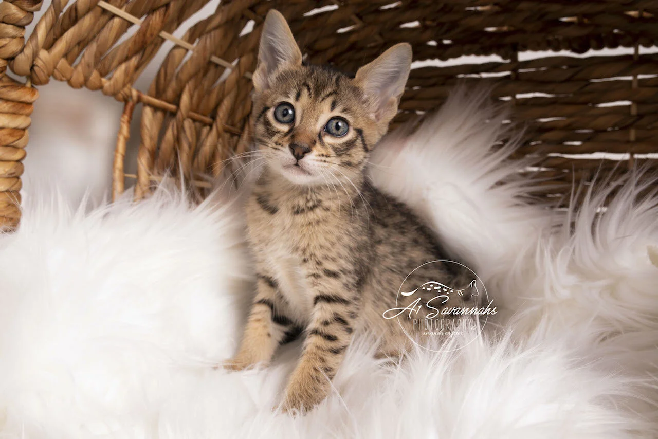 F6 Savannah A1Savannahs Kitten Playful Cute