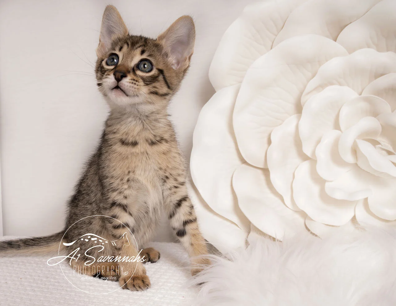 F6 Savannah A1Savannahs Kitten Playful Cute