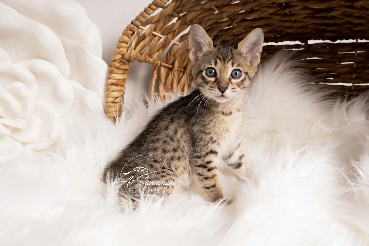 F6 Savannah A1Savannahs Kitten Playful Cute