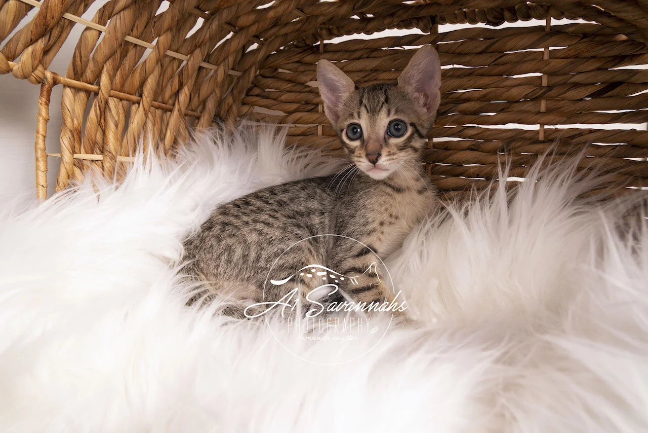 F6 Savannah Kitten A1savannahs kitten for sale playful cute Savannah stripes spots sweet cat