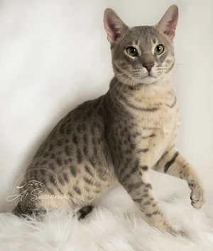 Frey F5 Savannah Cat — A1 Savannahs