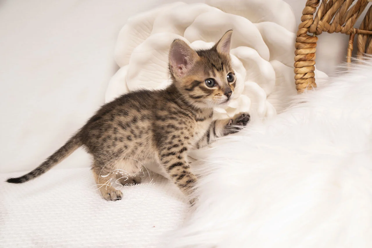 Savannah kitten cat f4 A1savannahs adorable sweet cute loving playful  (Copy)
