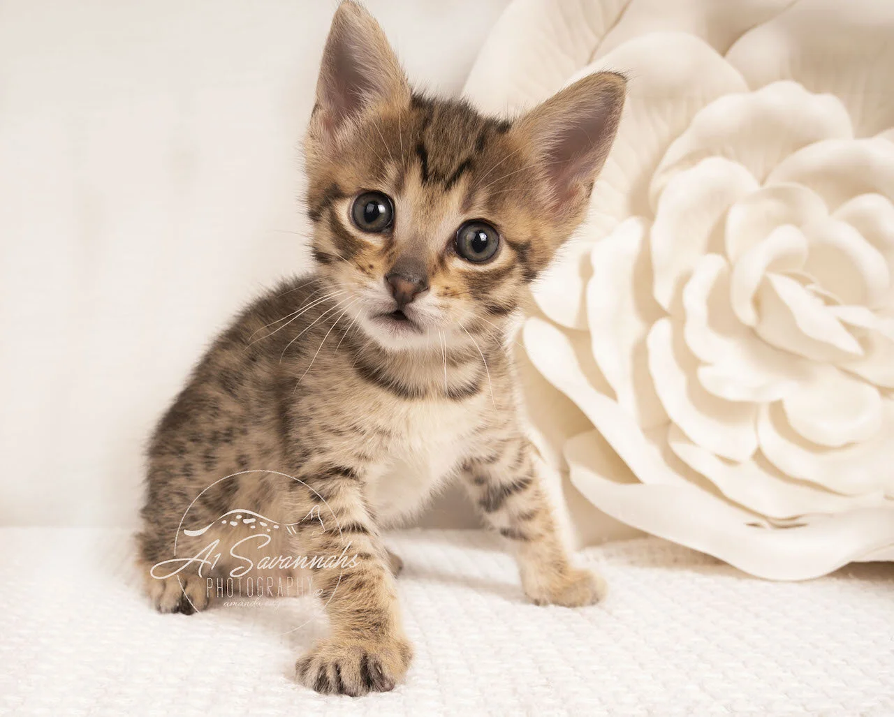 Savannah kitten cat f4 A1savannahs adorable sweet cute loving playful  (Copy)