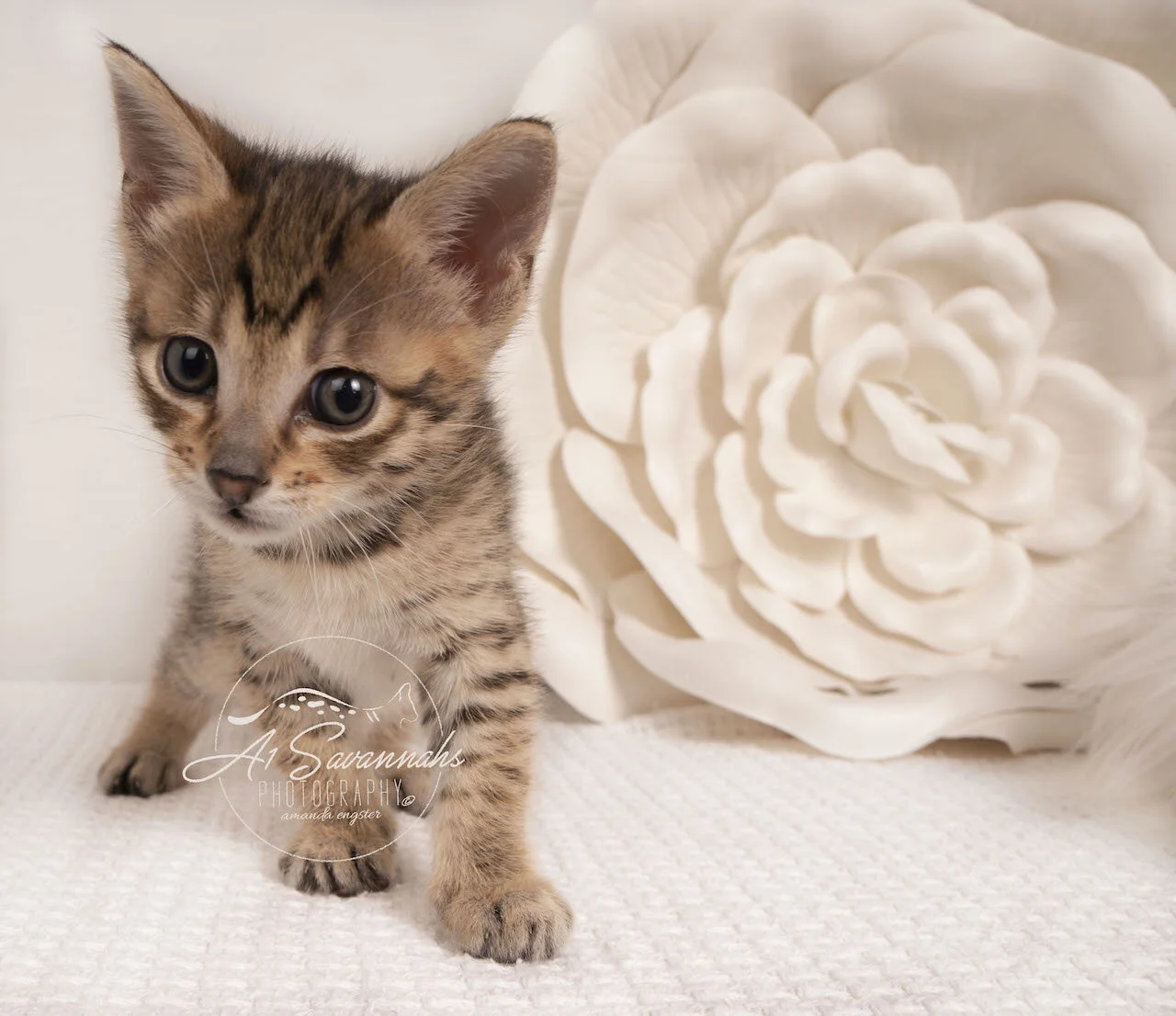 Savannah kitten cat f4 A1savannahs adorable sweet cute loving playful  (Copy)