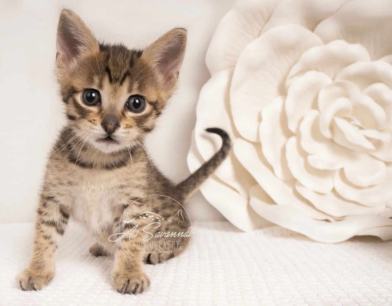 Savannah kitten cat f4 A1savannahs adorable sweet cute loving playful  (Copy)