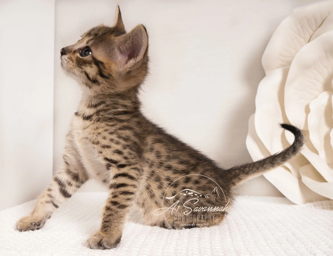 Savannah kitten cat f4 A1savannahs adorable sweet cute loving playful  (Copy)