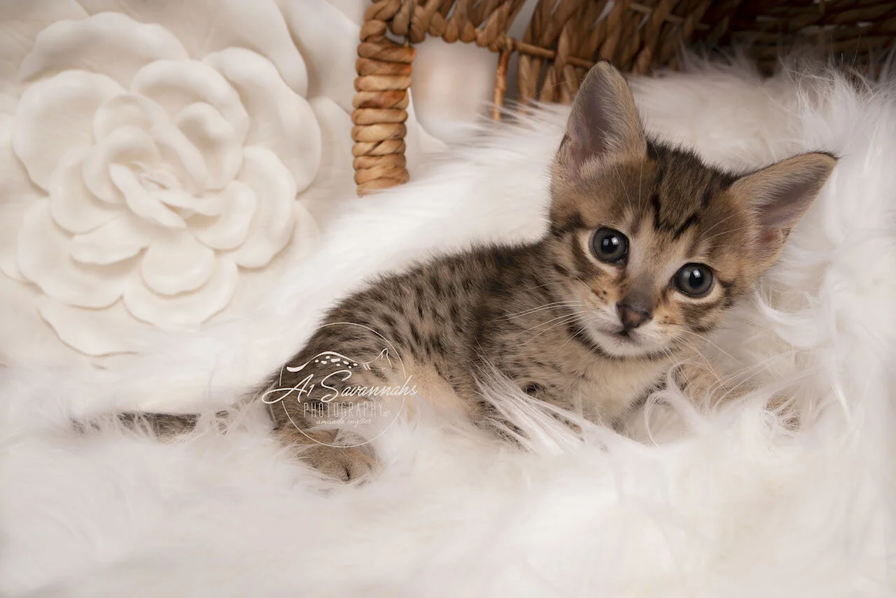 Savannah kitten cat f4 A1savannahs adorable sweet cute loving playful  (Copy)