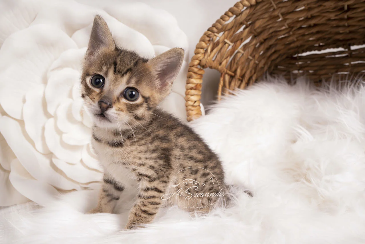 Savannah kitten cat f4 A1savannahs adorable sweet cute loving playful  (Copy)