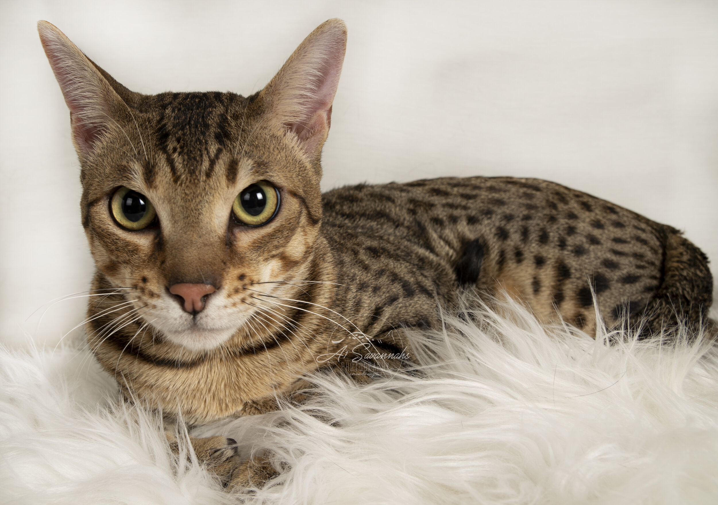 Koen A1Savannahs Savannah cat breeders male kitten green eyes spots brown spotted tabby