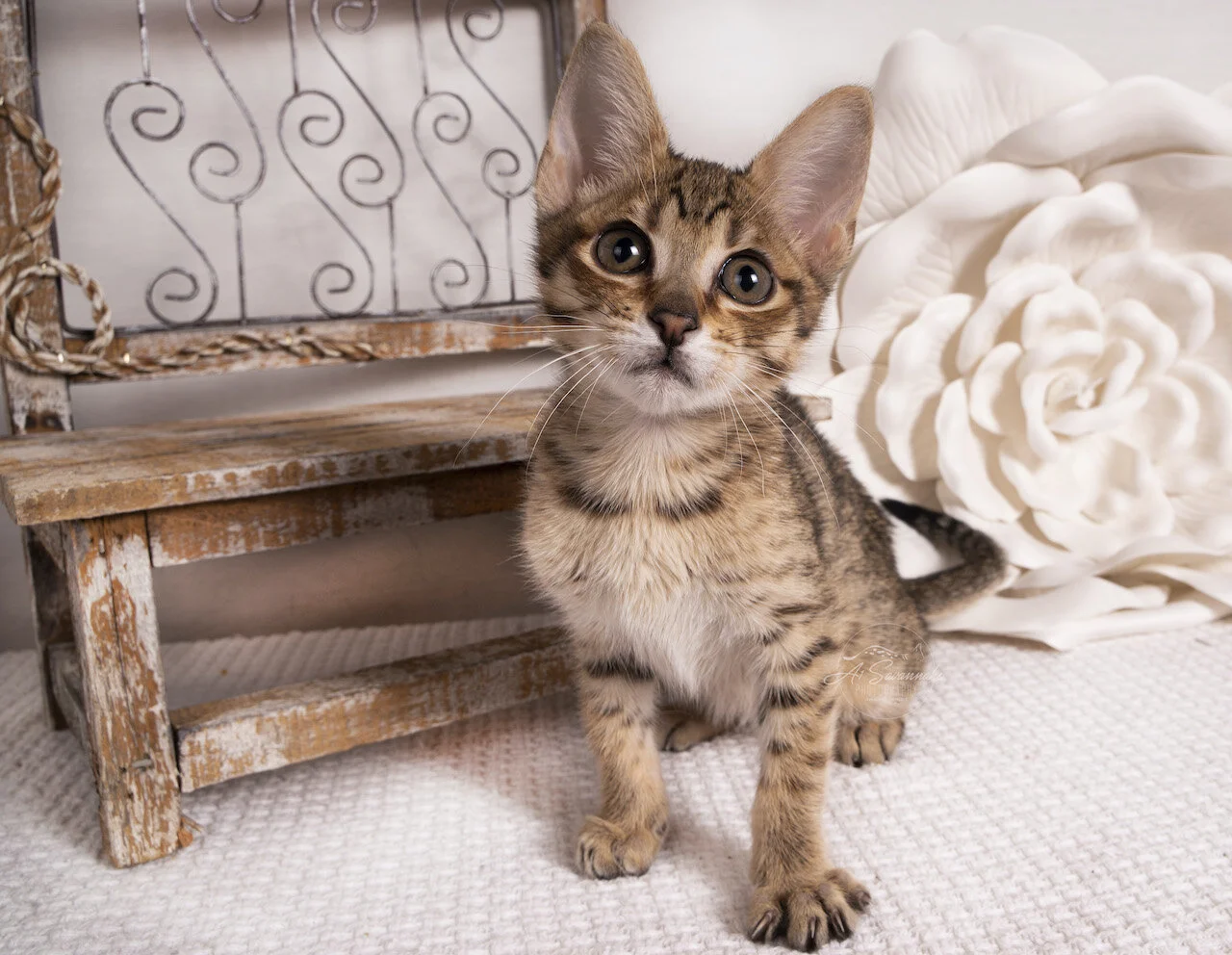 Savannah kitten cat f4 A1savannahs adorable sweet cute loving playful (Copy)