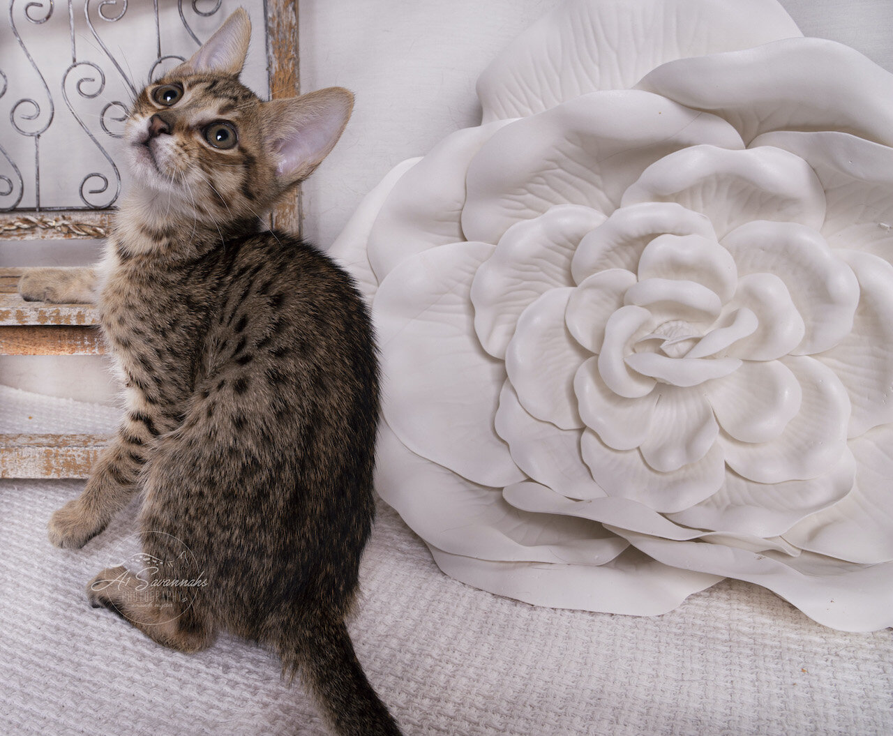 Savannah kitten cat f4 A1savannahs adorable sweet cute loving playful (Copy)
