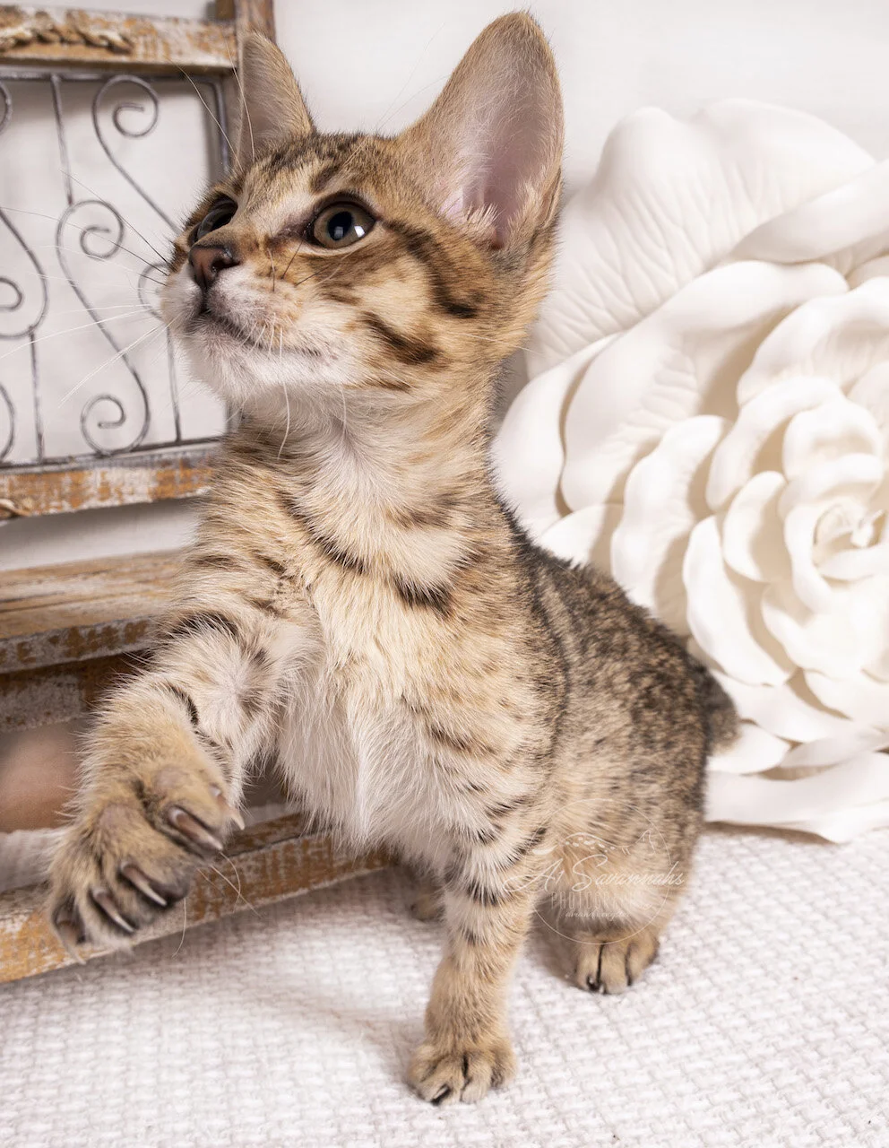 Savannah kitten cat f4 A1savannahs adorable sweet cute loving playful (Copy)