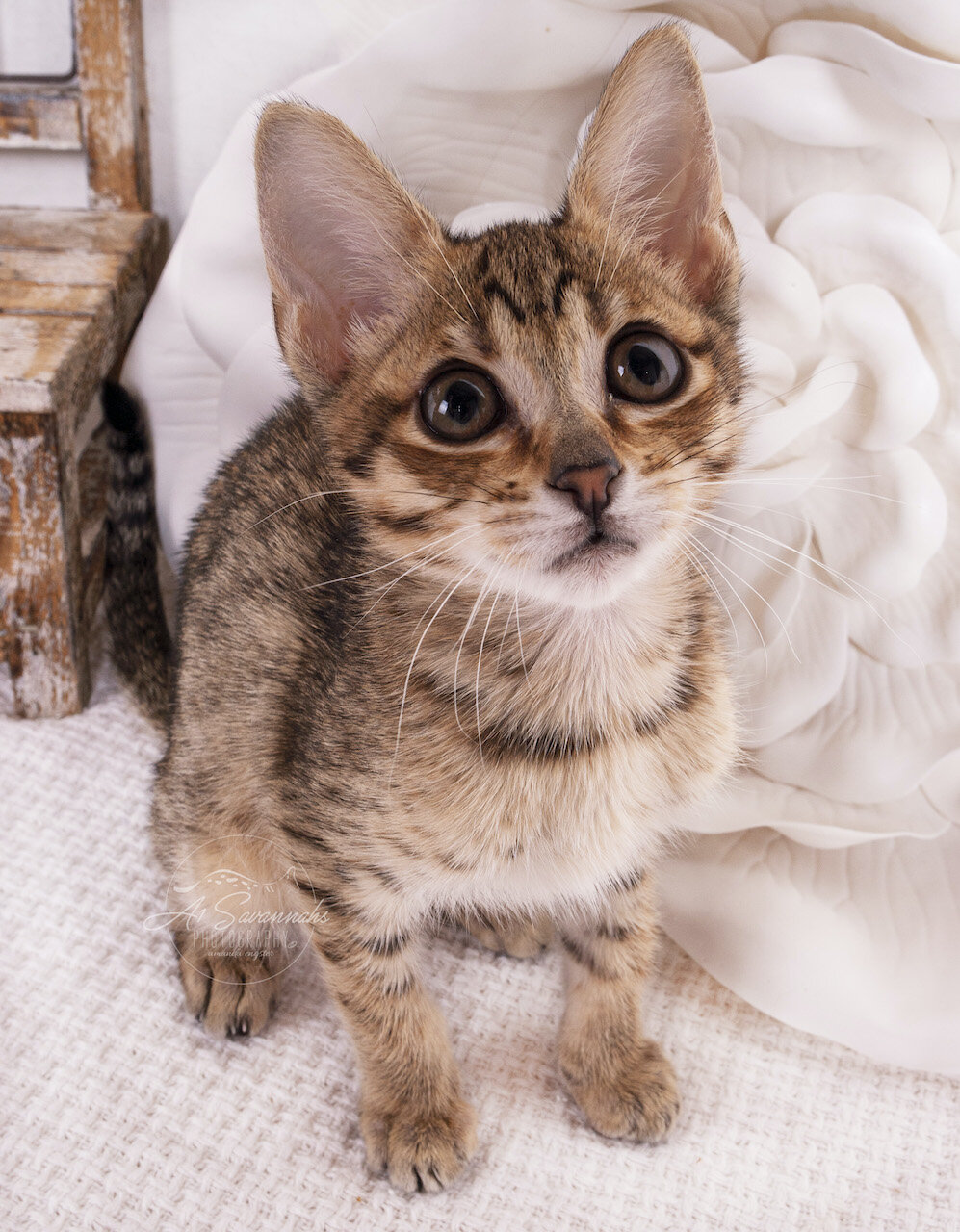 Savannah kitten cat f4 A1savannahs adorable sweet cute loving playful (Copy)
