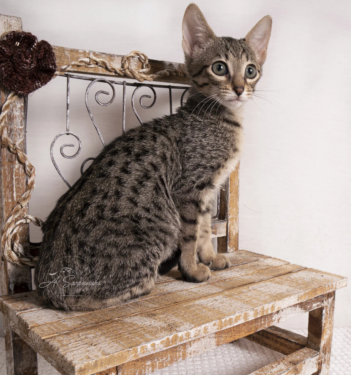Jazzie a1saavannahs savannah cat kitten pet green eyes serval sale spots 2020 election 