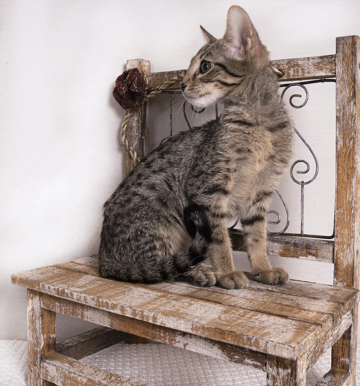 Jazzie a1saavannahs savannah cat kitten pet green eyes serval sale spots 2020 election F6