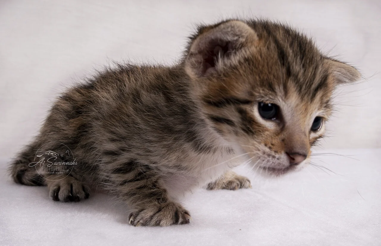 F3 Savannah boy male kitten A1Savannahs Spots stripes spots cute