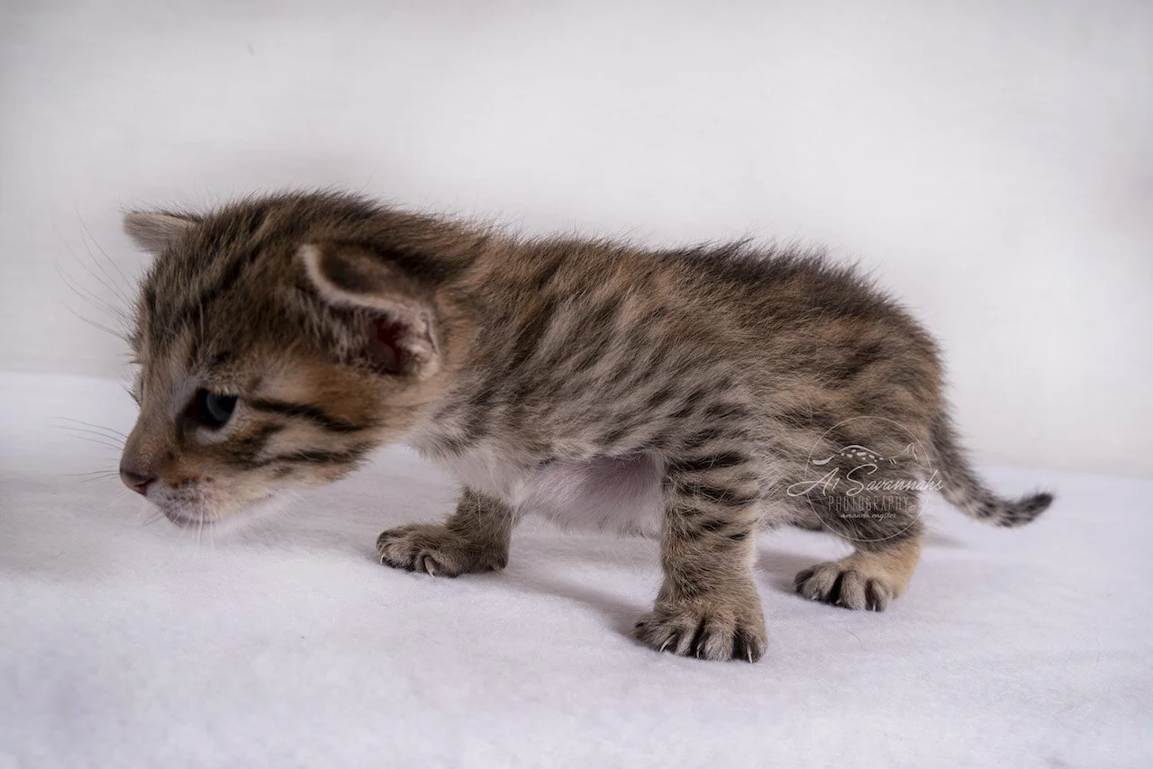 F3 Savannah boy male kitten A1Savannahs Spots stripes spots cute