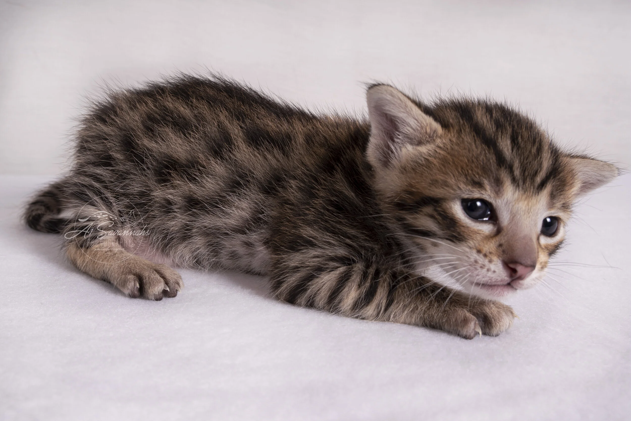 Thai Savannah A1Savannahs Kitten Cat Cute spots serval stripes F3
