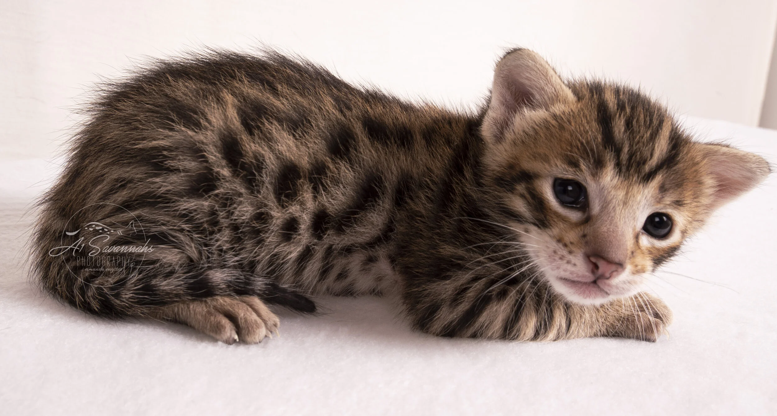 Thai Savannah A1Savannahs Kitten Cat Cute spots serval stripes F3