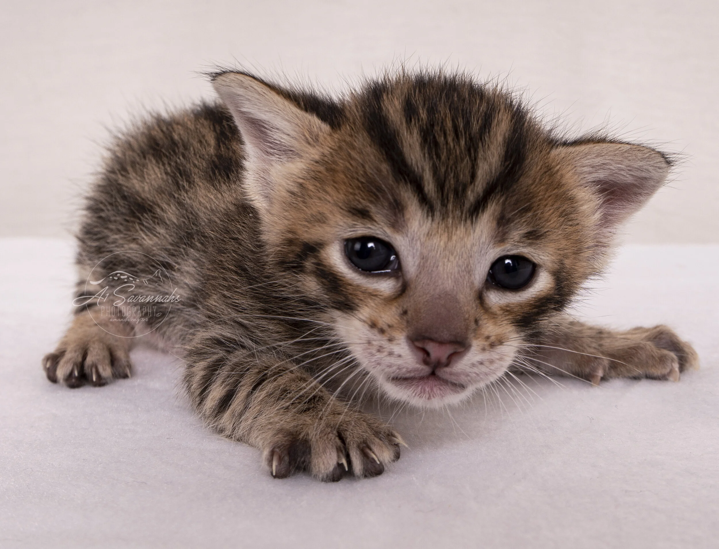 Thai Savannah A1Savannahs Kitten Cat Cute spots serval stripes F3