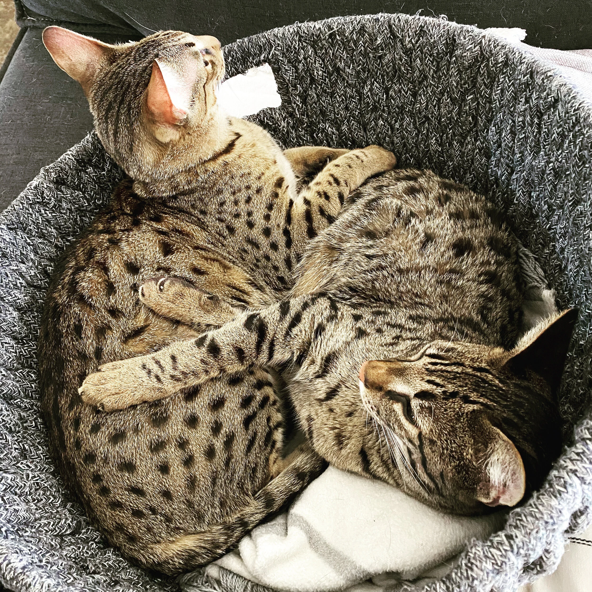 F2 Bragi napping with his buddy