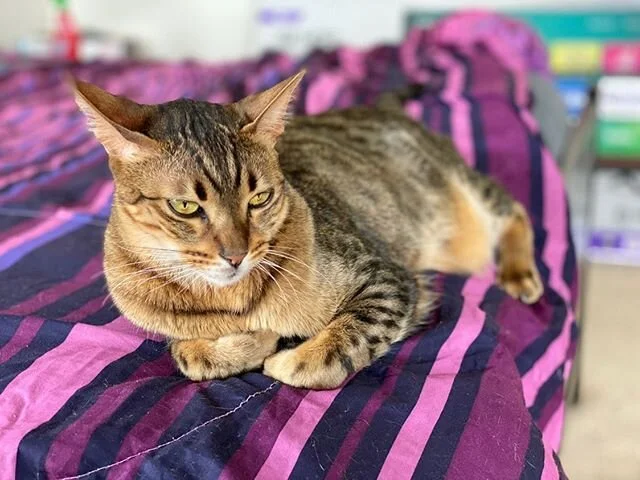 nap time for Flash the A1Savannahs cat