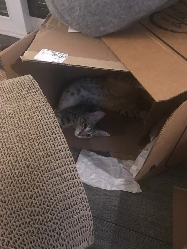 F5 savannah Amara just playing in a box