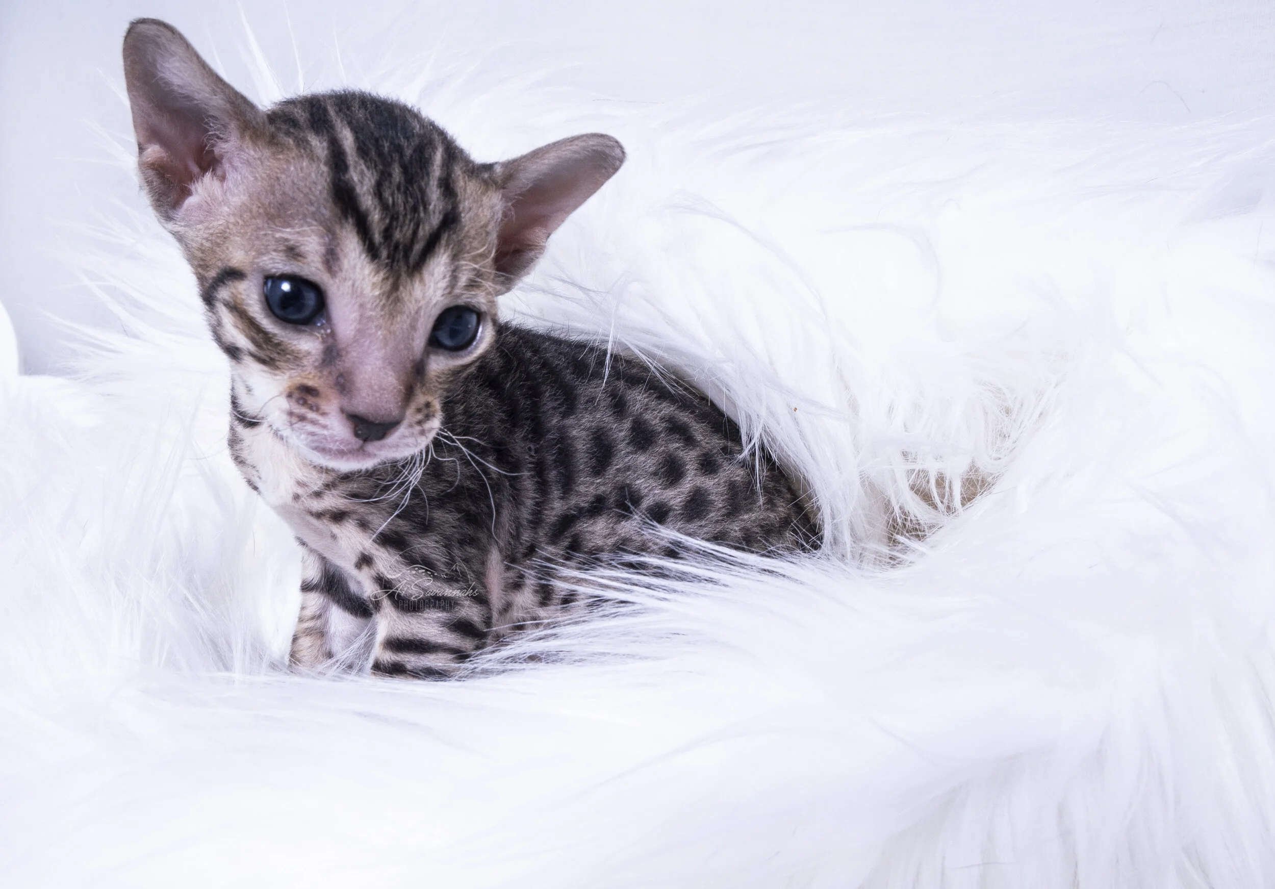 F7 SBT Savannah A1Savannahs Kitten Sale Playful cute spots serval big ears adorable short hair cat baby