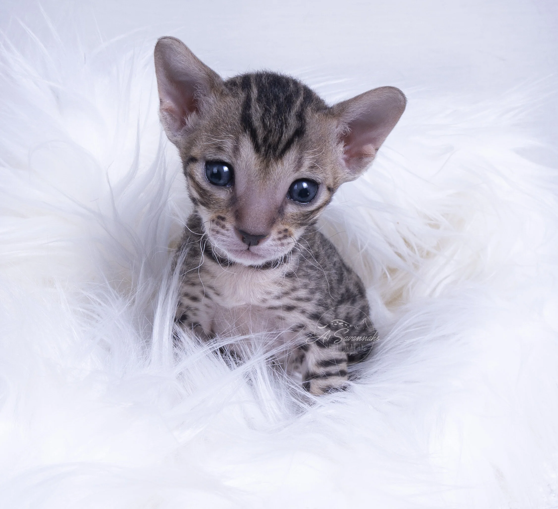 F7 Savannah Kitten Cat Short hair Cute Cuddle Spots serval sale  pet
