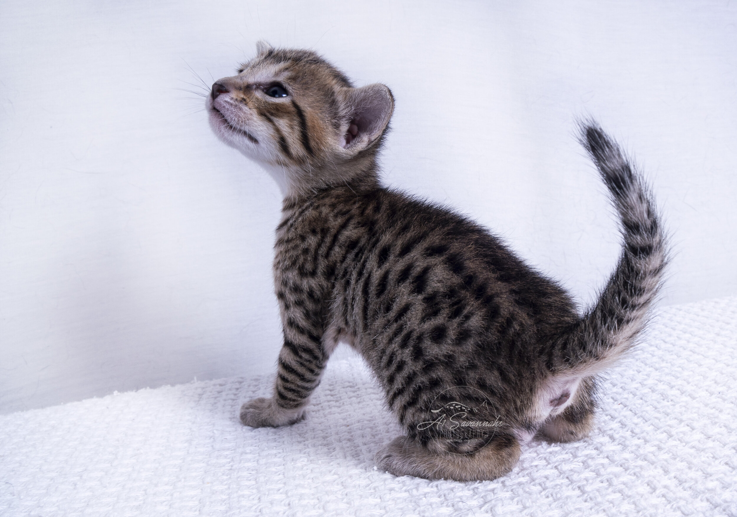 SBT f7 savannah a1savannahs kitten cat sale pet furry spots stripes cute cuddles sweet 