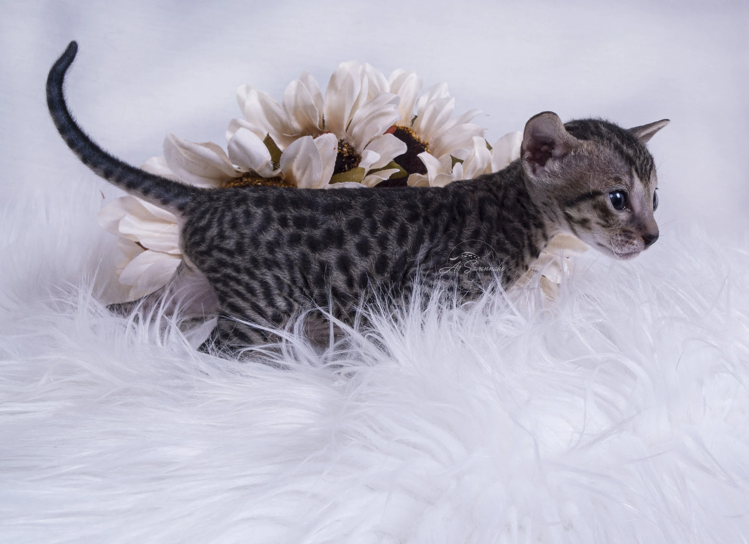 F7 SBT Savannah Kitten Cat pet sweet cute loving bold spots short hair fur black tail a1savannahs