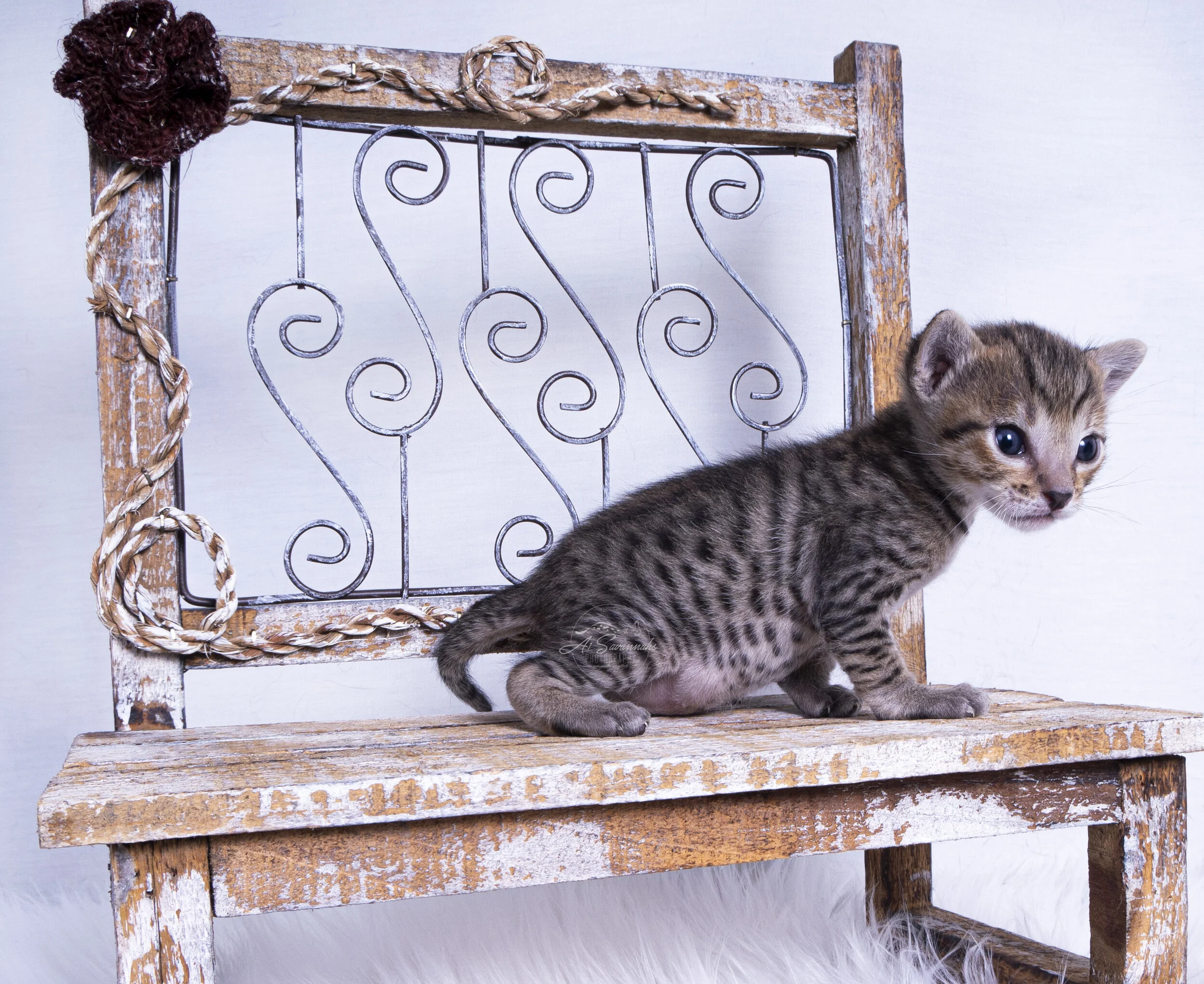 F7 Savannah Kitten cat pet spots stripes cute cuddles serval a1savannahs sale 