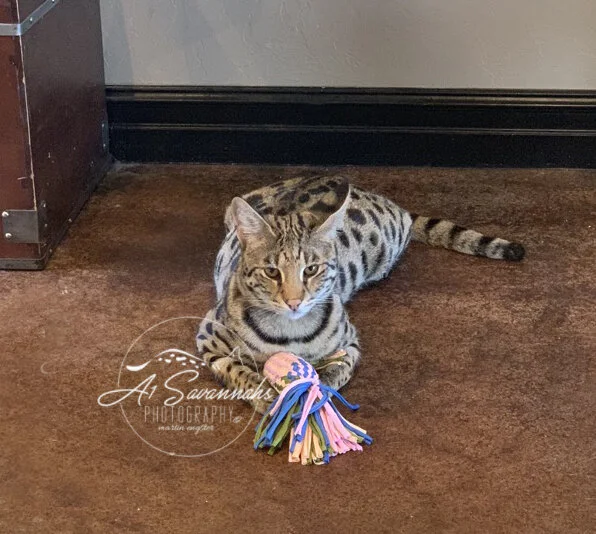 F1 savannah cat lounging on the kitchen floor with a toy