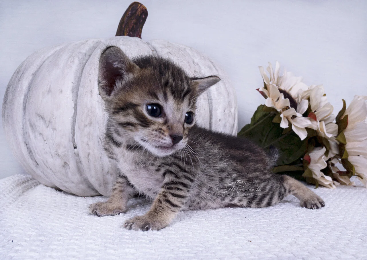Willow cat kitten serval savannah A1savannahs spots sale breeder playful cute fluffy