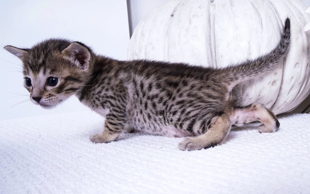 Willow cat kitten serval savannah A1savannahs spots sale breeder playful cute fluffy