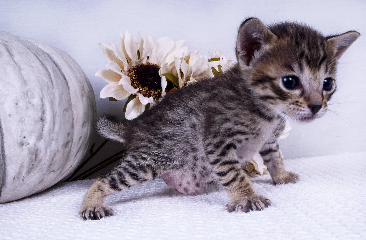 Willow cat kitten serval savannah A1savannahs spots sale breeder playful cute fluffy
