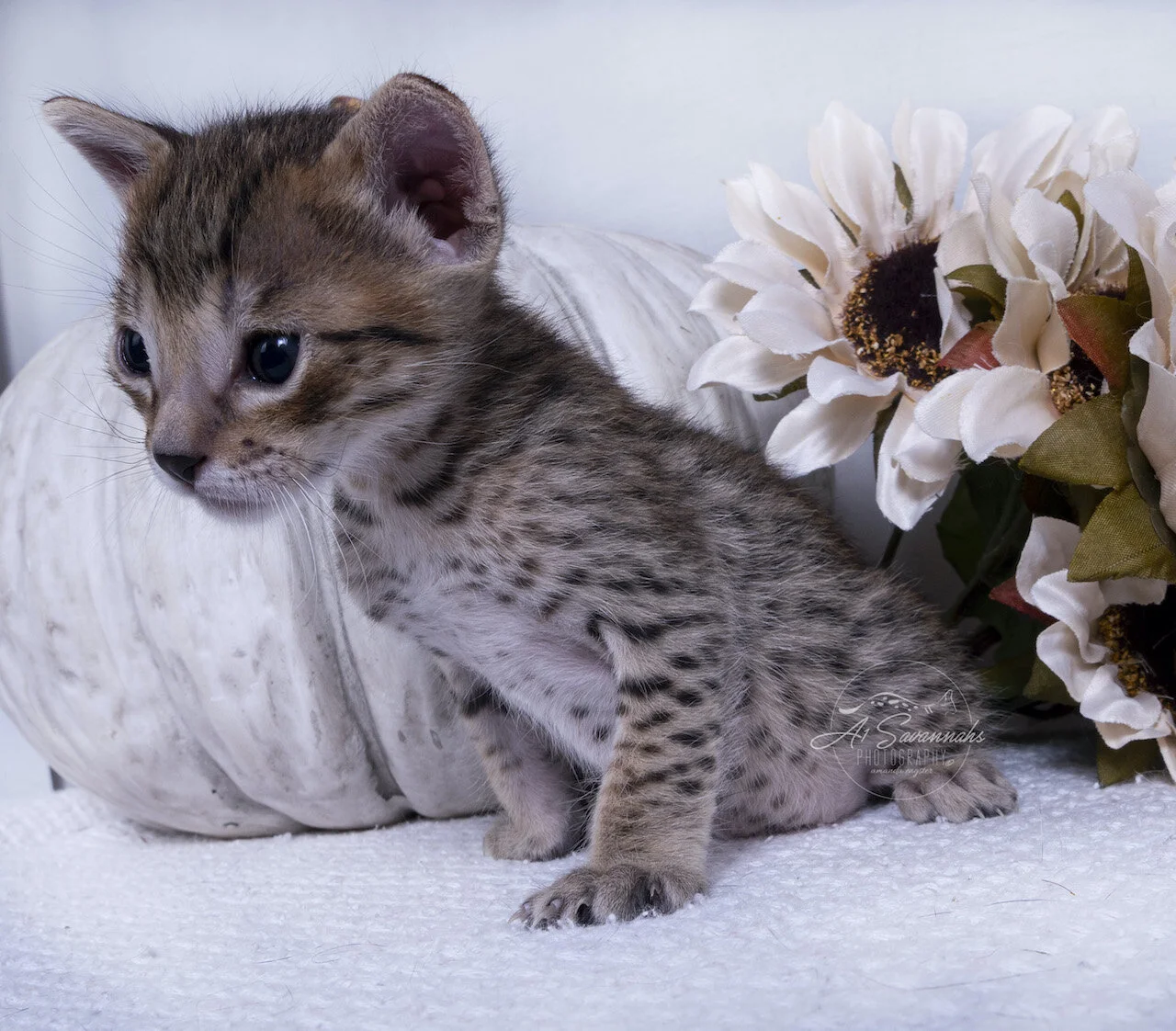 Willow cat kitten serval savannah A1savannahs spots sale breeder playful cute fluffy