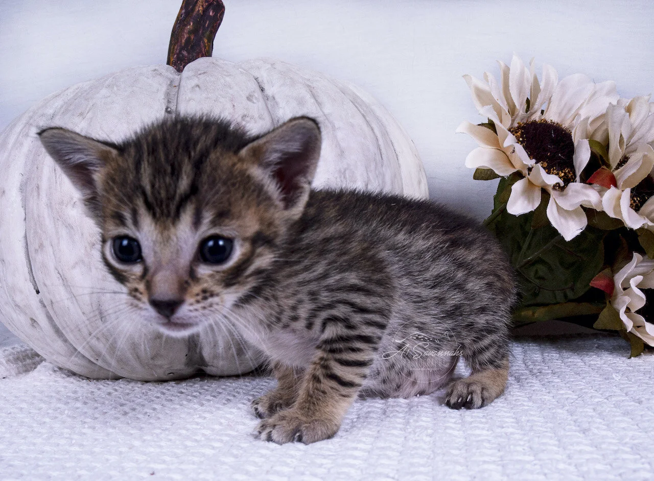 Wylee cute kitten sale home spots serval savannah A1Savannahs fluffy fun loving 