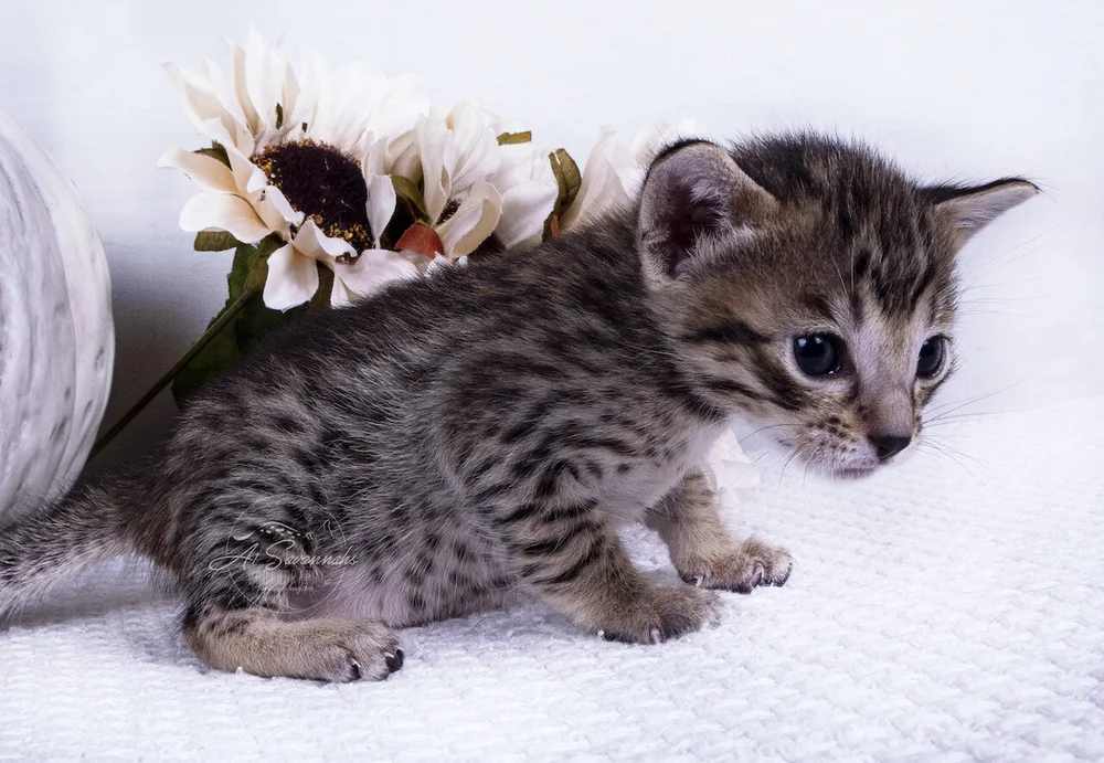 Wylee F7 Female Savannah Kitten A1 Savannahs